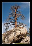 Sequoia_NP_049