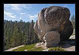 Sequoia_NP_050