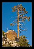 Sequoia_NP_051