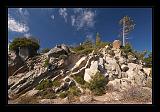 Sequoia_NP_052