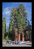 Sequoia_NP_055