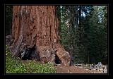 Sequoia_NP_058