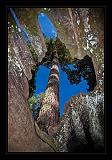 Sequoia_NP_062