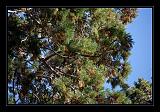 Sequoia_NP_064