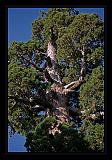 Sequoia_NP_065