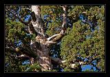 Sequoia_NP_066