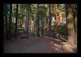 Sequoia_NP_068