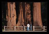 Sequoia_NP_072