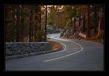 Sequoia_NP_078