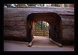 Sequoia_NP_080