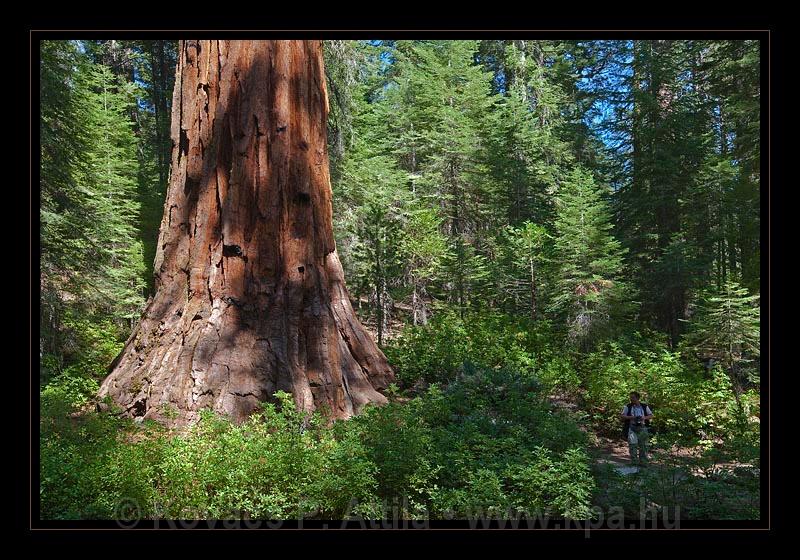 Yosemite_NP_USA_010.jpg