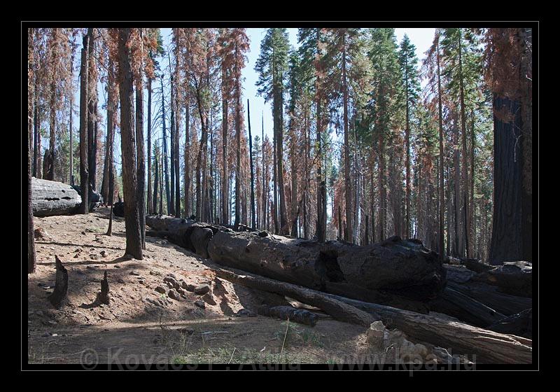 Yosemite_NP_USA_022.jpg