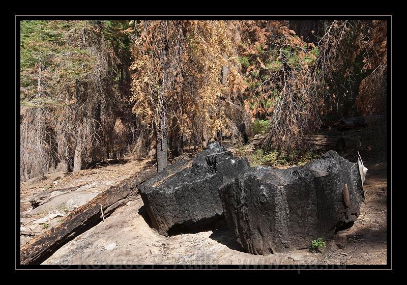 Yosemite_NP_USA_025.jpg