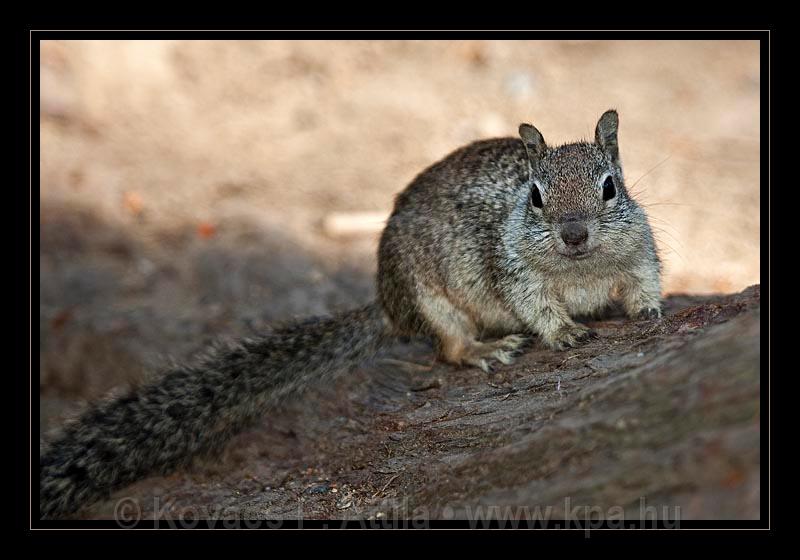 Yosemite_NP_USA_039.jpg