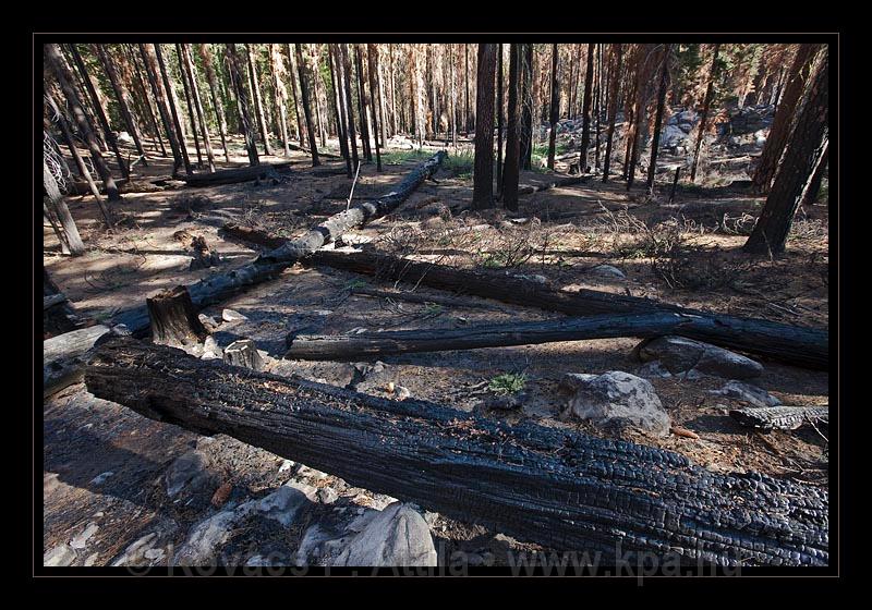 Yosemite_NP_USA_048.jpg