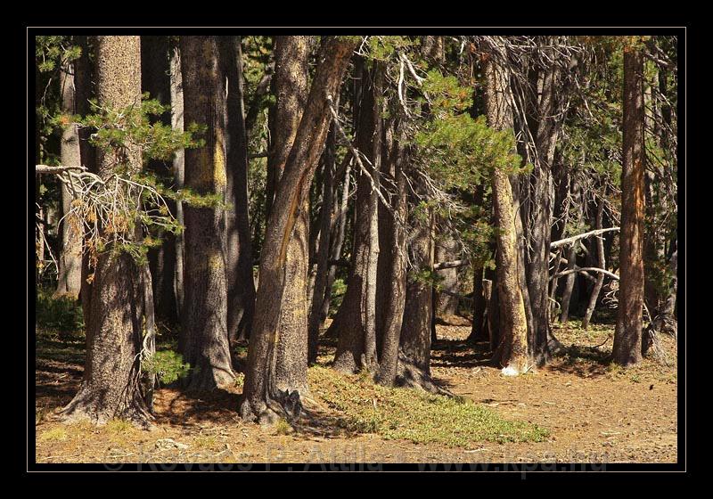 Yosemite_NP_USA_078.jpg