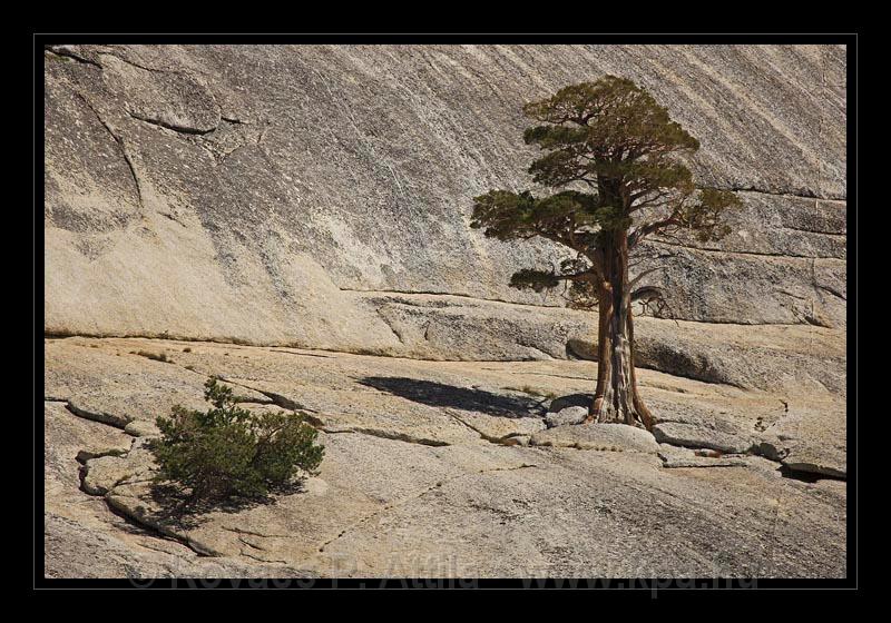 Yosemite_NP_USA_085.jpg