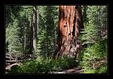 Yosemite_NP_USA_007