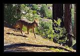 Yosemite_NP_USA_065