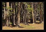 Yosemite_NP_USA_078