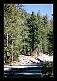 Yosemite_NP_USA_088